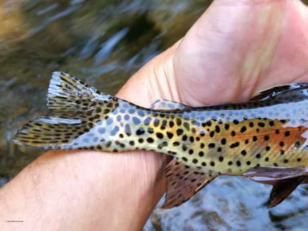 2015-09-23 17.50.42 copyrighted