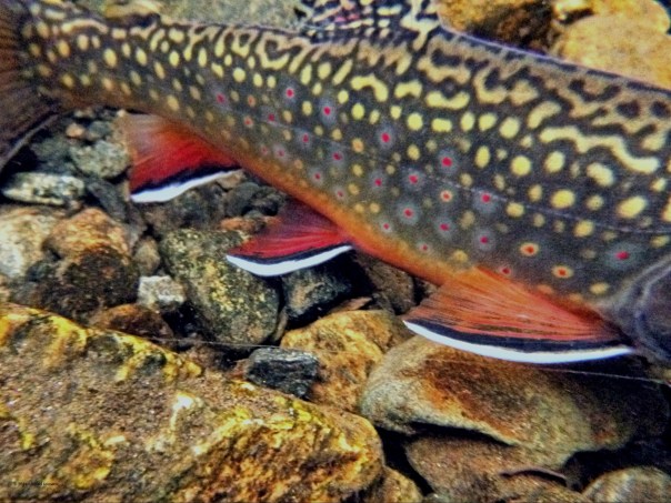 2015-09-23 18.12.18 copyrighted