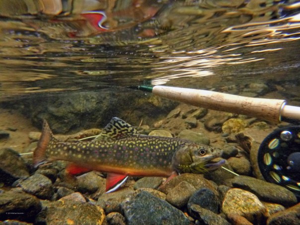 2015-09-23 18.14.27 copyrighted