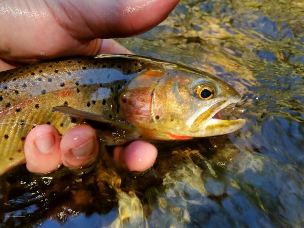 2015-09-23 18.25.06 copyrighted