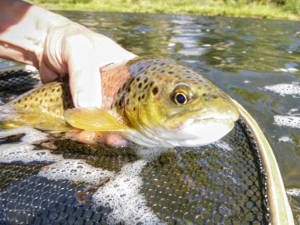 2015-09-26 08.25.29 copyrighted