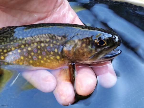 20150908_163248 copyrighted